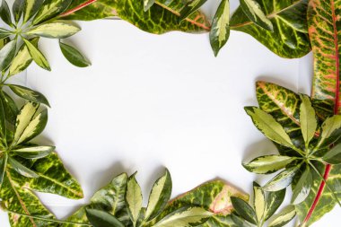 Boş kağıt, buruşuk top, kalem, masa arkasında saksı bitkileri.