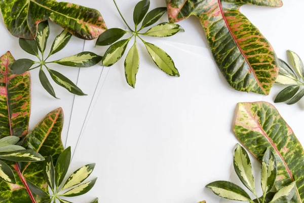 Papel vacío, bola arrugada, lápiz, plantas en maceta sobre fondo de escritorio blanco — Foto de Stock