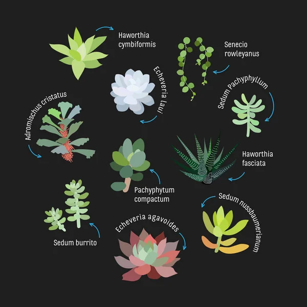 白を基調とした多肉植物のグラフィックセット。手描きベクトルイラスト、スケッチ。デザインの要素. — ストックベクタ