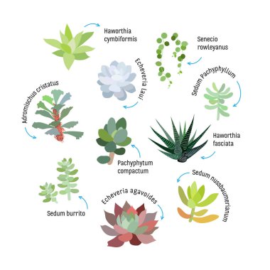 Graphic set with succulents isolated on white background. Hand drawn vector illustration, sketch. Elements for design. clipart