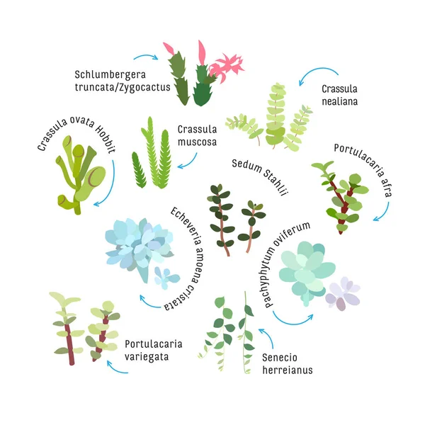 白を基調とした多肉植物のグラフィックセット。手描きベクトルイラスト、スケッチ。デザインの要素. — ストックベクタ