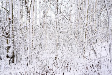 Kışın ağaçların dallarında beyaz kar var.
