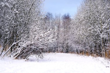 Kışın ağaçların dallarında beyaz kar var.