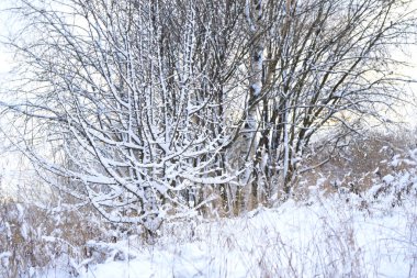Kışın ağaçların dallarında beyaz kar var.