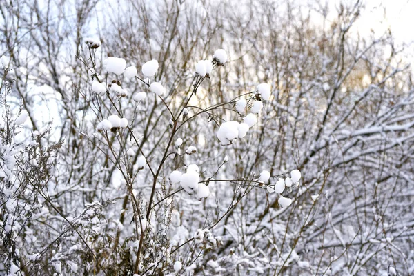 Neige Blanche Couchée Sur Les Branches Des Arbres Hiver — Photo