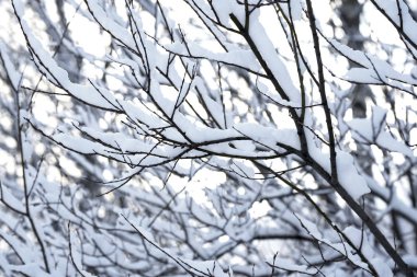 Kışın ağaçların dallarında beyaz kar var.