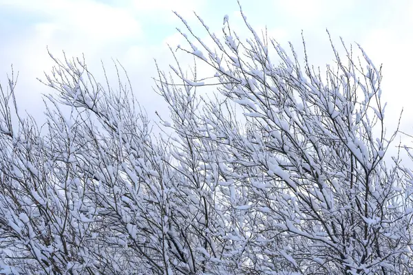 Λευκό Χιόνι Που Βρίσκεται Κλαδιά Δέντρων Χειμώνα — Φωτογραφία Αρχείου