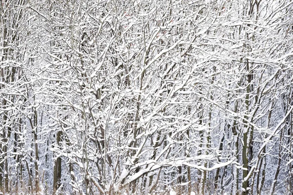 冬に白い雪が木の枝に横たわっていて — ストック写真