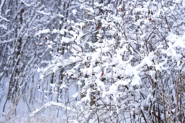 Neige Blanche Couchée Sur Les Branches Des Arbres Hiver — Photo