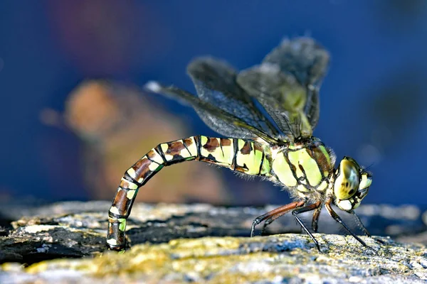 Blauwe glazenmaker Dragonfly. — Stockfoto