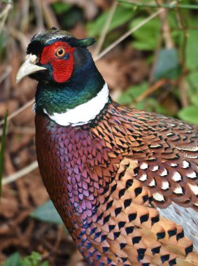 Üreme renklerinde bir erkek sülün.