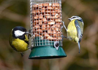 A great tit and a blue tit on a garden peanut feeded