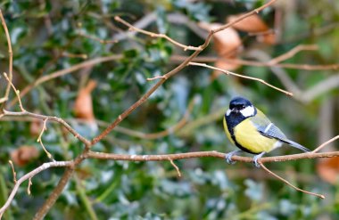 A great tit in a hedgerow
