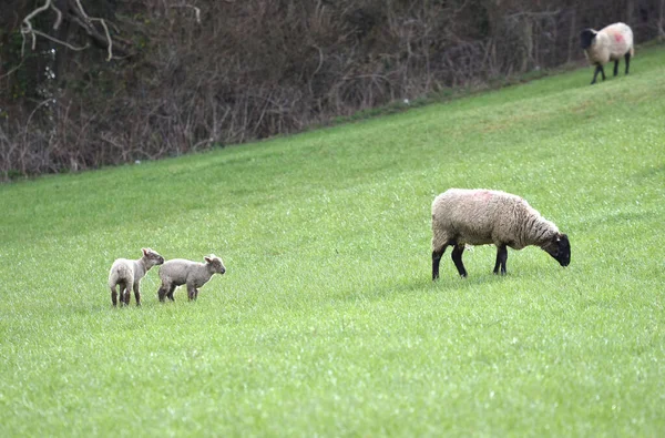 Lambs Sheep Grazing English Field — Stock Photo, Image