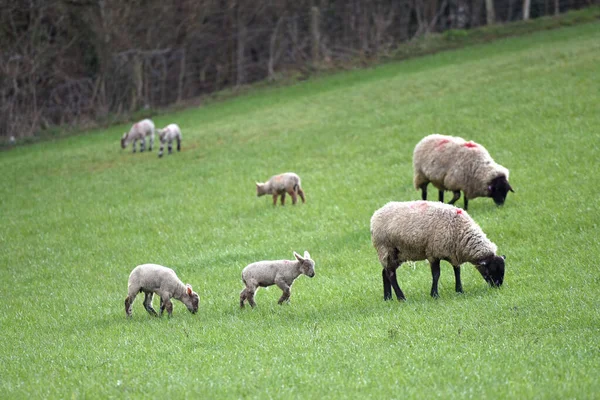 Lamm Och Får Ett Engelskt Fält Våren — Stockfoto