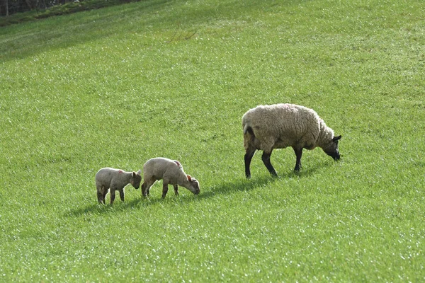 Ένα Ζευγάρι Πολύ Νέων Αμνών Ένα Πρόβατο Ένα Χωράφι — Φωτογραφία Αρχείου