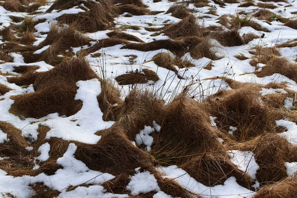 Verfrommeld Droog Gras Bedekt Met Smeltende Sneeuw Oud Verdord Gras — Stockfoto
