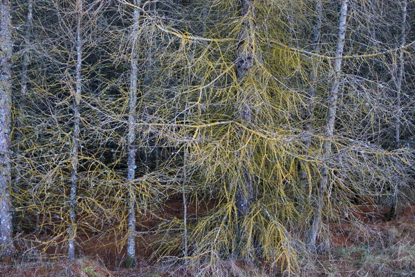 Wald Aus Kranken Tannen Stämme Von Tannen Ohne Nadeln Wald — Stockfoto