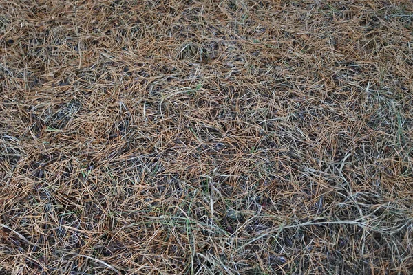 Düşmüş çam iğneleri. Bir çam ormanının tepe örtüsü. Vahşi doğanın yumuşak gölgeleri.