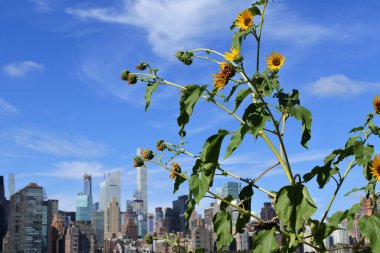 Gökdelenlerin arka planında ayçiçekleri.