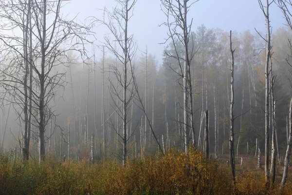 Betulla Boschetto Nella Nebbia Del Mattino Cambiare Paesaggio Forestale Foreste — Foto Stock