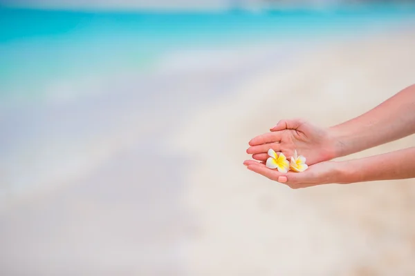 Beautiful frangipani flowers in female hands background turquoise sea on white beach — Stock Photo, Image