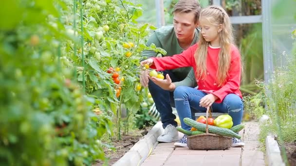 Cultivo familiar de pepinos, peras y tomates en invernadero . — Vídeo de stock