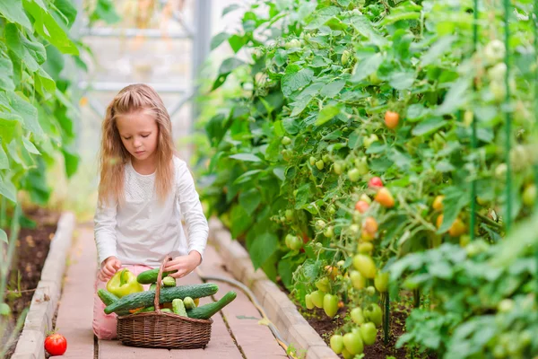 Niña en invernadero con canasta llena de cosecha. Hora de cosechar. Gran cesta llena de verduras —  Fotos de Stock