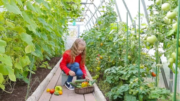 Söt liten flicka samla skörd av gurkor, pepers och tomater i växthus. — Stockvideo