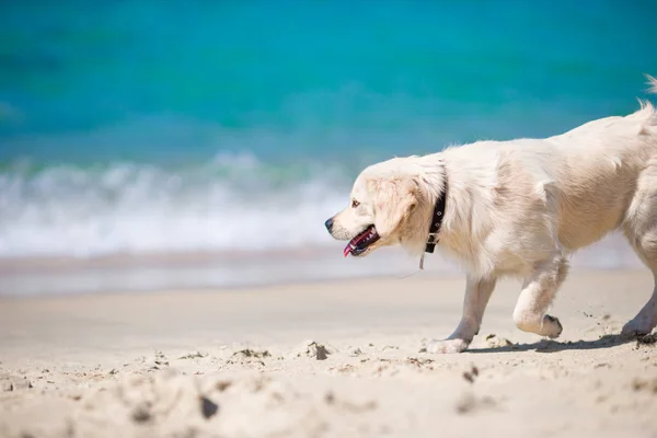 Beautiful golden retriever playing in waves of the sea at a sunny day Royalty Free Stock Photos