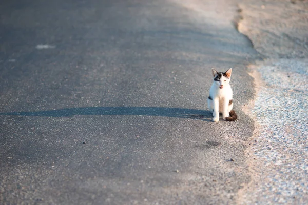 Tricolor homeless cat on the road in Greece — Stock Photo, Image