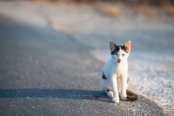 Tricolor homeless cat on the road in Greece — Stock Photo, Image