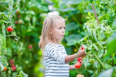 Sera domates hasat ile sevimli küçük kız. Sebze yeşil evlerde olgunlaşma sezon.