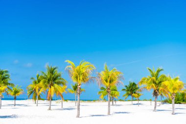 Palmiye ağaçlarının beyaz kum plaj. Playa Sirena. Cayo Largo. Küba.