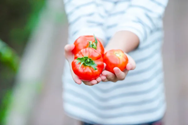 Adorable little girl with harvests of tomatoes in greenhouse. Season of ripening vegetables in green houses. — Stock Photo, Image