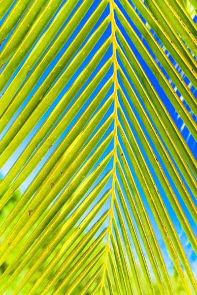Linhas e texturas de folhas de palma verde na ilha exórica — Fotografia de Stock
