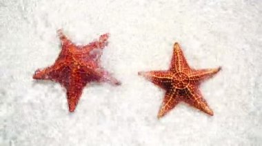 Tropikal beyaz kum kırmızı starfishes ile