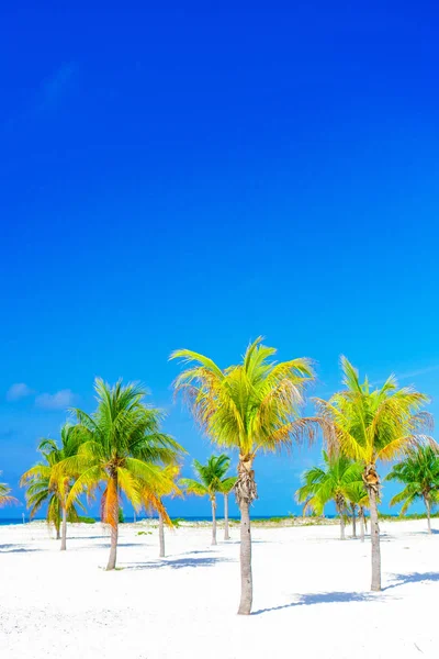 Пальмы на белом песчаном пляже. Playa Fena. Каё Ларго. Куба . — стоковое фото