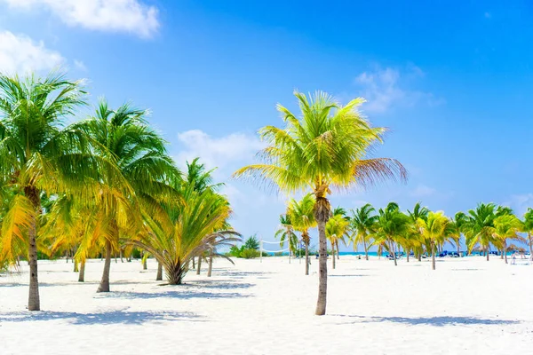 Palmy na pláži s bílým pískem. Playa Sirena. Cayo Largo. Kuba. — Stock fotografie