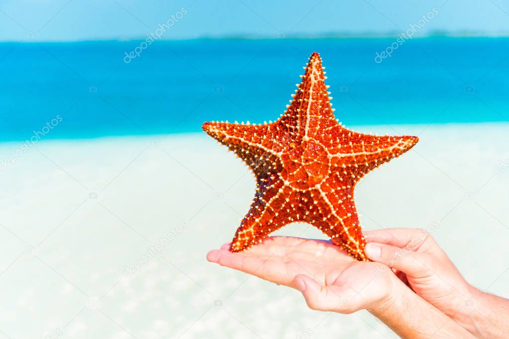 Tropical white sand with red starfish in hands background the sea
