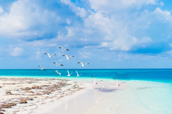 Belle plage de sable blanc et mer des Caraïbes avec eau turquoise — Photo