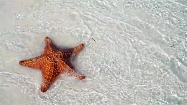 Areia branca tropical com estrela-do-mar vermelha em água límpida — Vídeo de Stock