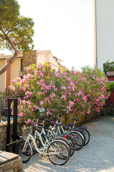 Bicicletas blancas cerca de la casa con un gran arbusto con flores en la calle italiana en Monterosso, Cinque Terre — Foto de Stock