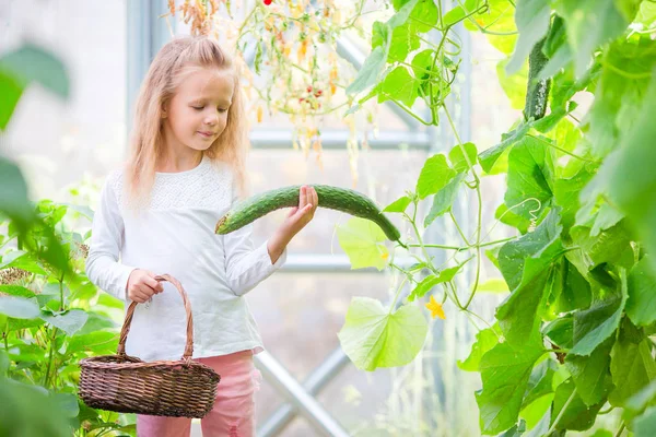 Adorable niña cosecha pepinos y tomates en invernadero. Temporada de maduración de hortalizas en invernaderos . —  Fotos de Stock