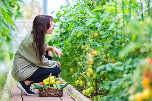 Jeune femme avec panier de verdure et légumes dans la serre. Temps de récolte — Photo