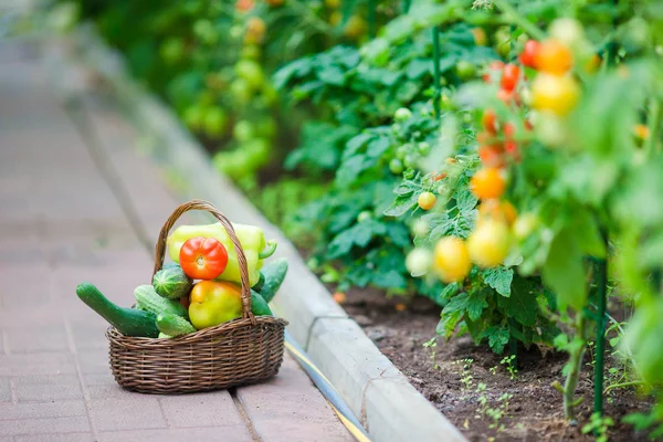 緑と温室で野菜のバスケットをクローズ アップ。収穫時期 — ストック写真