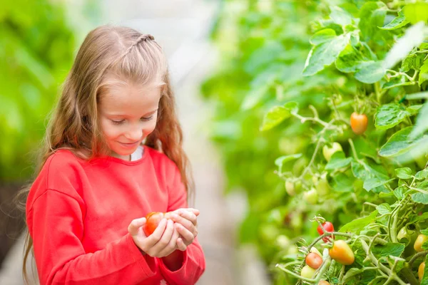 Adorable niña cosecha pepinos y tomates en invernadero. Temporada de maduración de hortalizas en invernaderos . —  Fotos de Stock