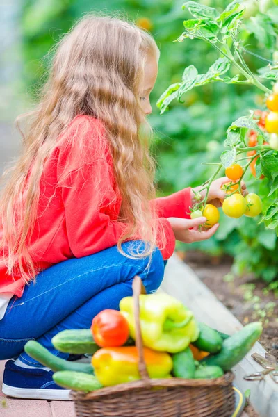 Adorable little girl harvesting cucumbers and tomatoes in greenhouse. Portrait of kid with red tomato in hands. — Stock Photo, Image