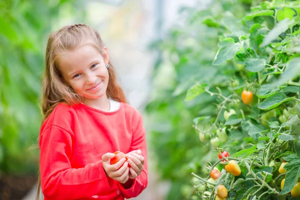 Adorável menina colhendo pepinos e tomates em estufa. Retrato de criança com tomate vermelho nas mãos . — Fotografia de Stock