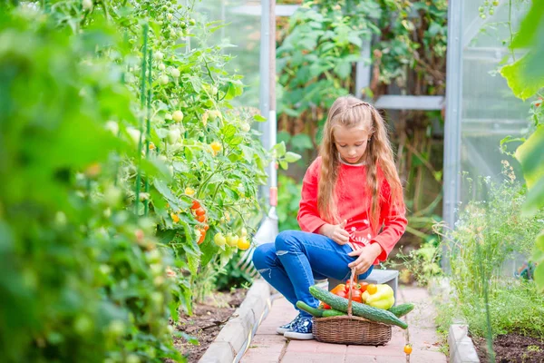 Malá holčička, sběr plodin okurky a rajčat ve skleníku. Portrét s velkou busket plnou zeleniny v rukou dítě. Čas sklizně — Stock fotografie